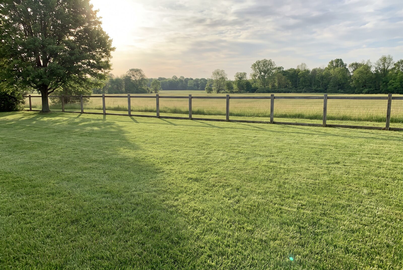 A photo of the plain back lawn today, an open corner along the fence with nothing in it and no shade