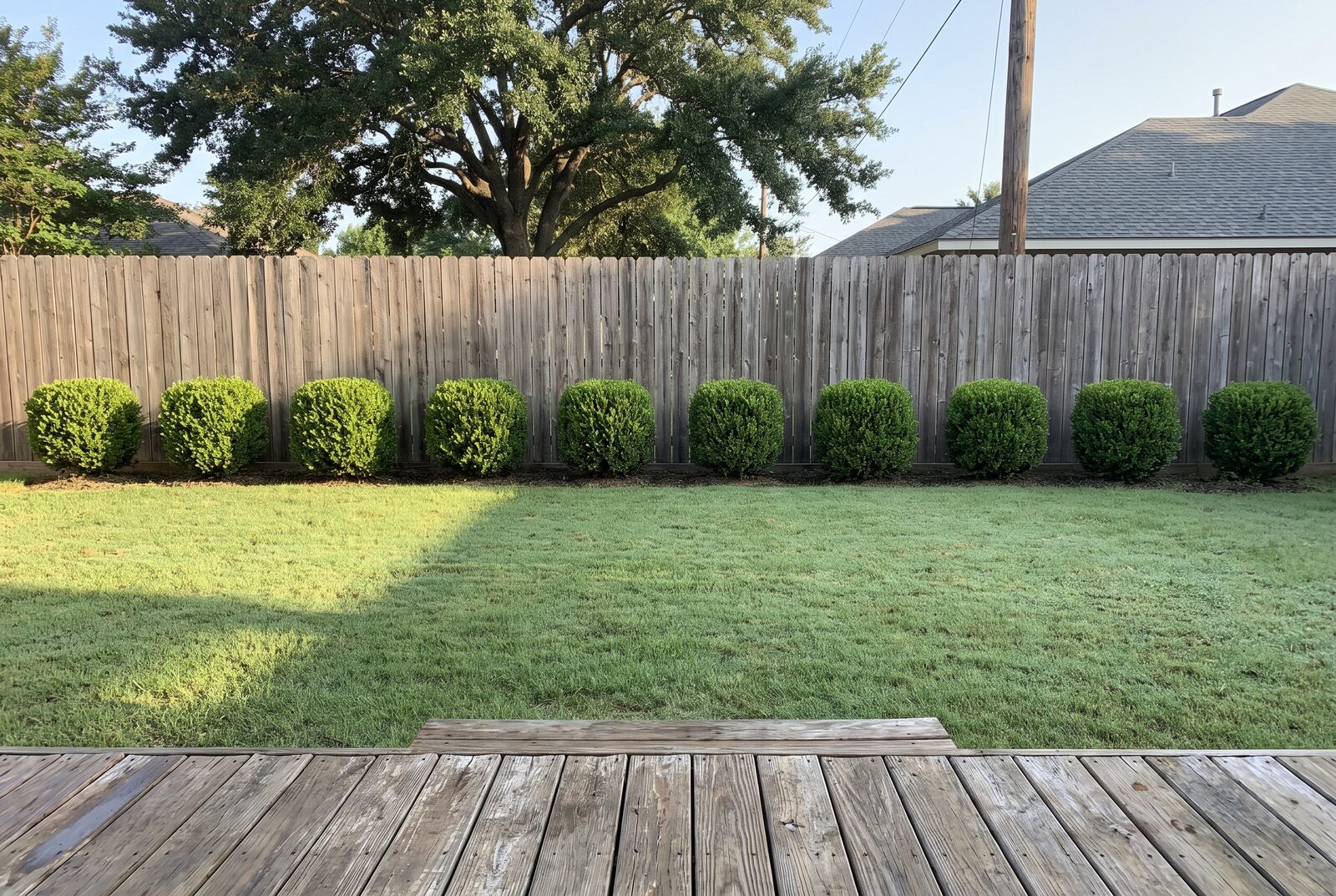 A photo of the plain back lawn today, a row of clipped shrubs along the fence and nothing to look at