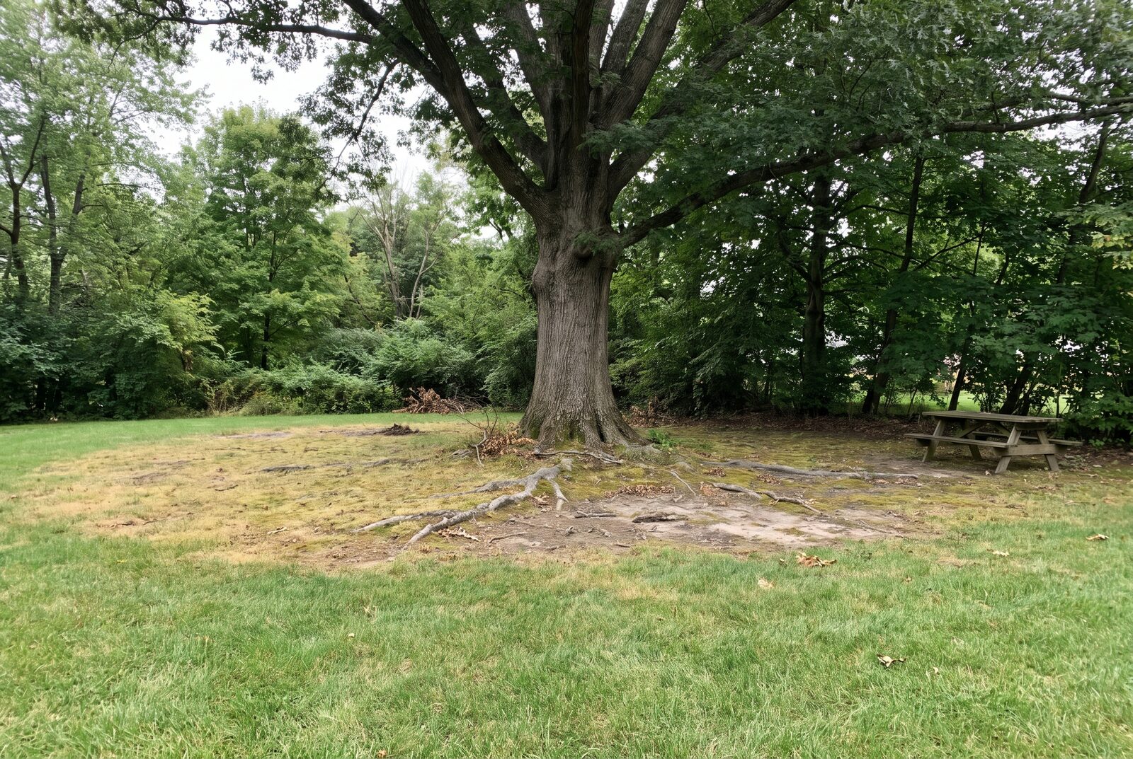 A photo of the bare dirt and exposed roots under a big oak on a wooded lot, where the lawn has given up