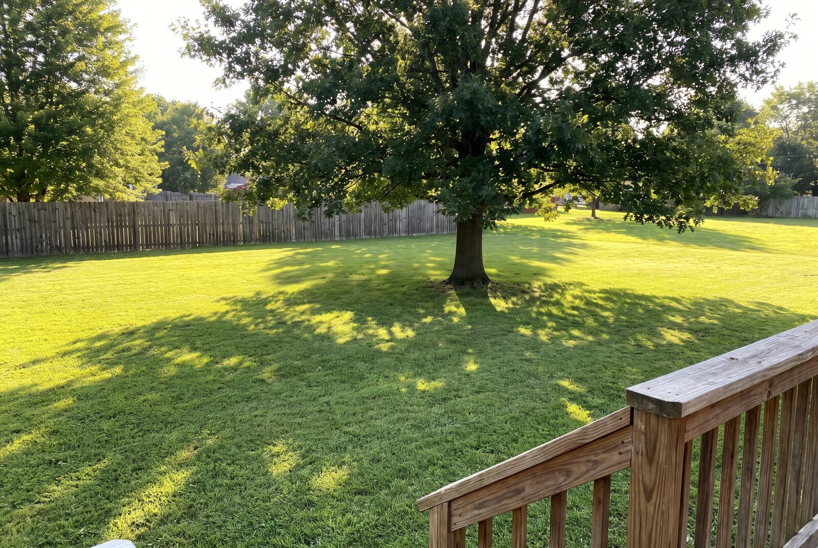 A photo of the plain open back lawn today, no beds anywhere, a big shade tree over one side